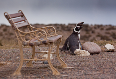 Penguins